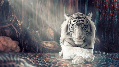 White Tiger Wallpapers | HD Wallpapers | ID #25346