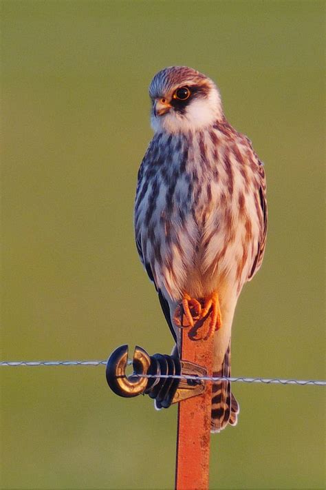 HD wallpaper: Falcon, Bird Of Prey, Raptor, nature, wild, animal ...