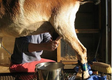 Goat Milking and Ways on How to Milk a Goat