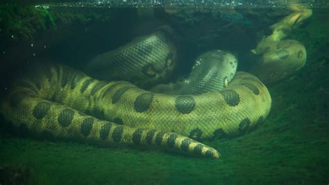 A green anaconda skin was found in Westbrook. Here are 5 facts about ...