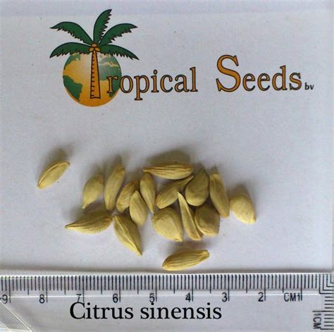 Citrus sinensis Seeds