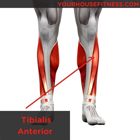 Muscle Breakdown: Tibialis Anterior