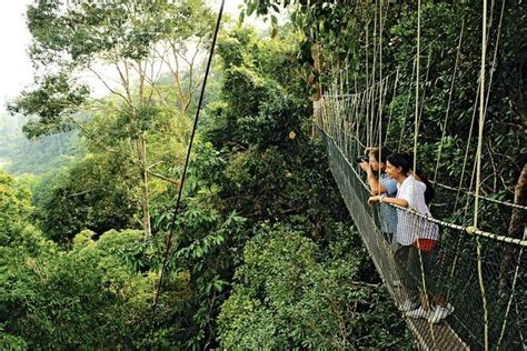 Taman Negara National Park Pahang Tour - 1 Day: Triphobo