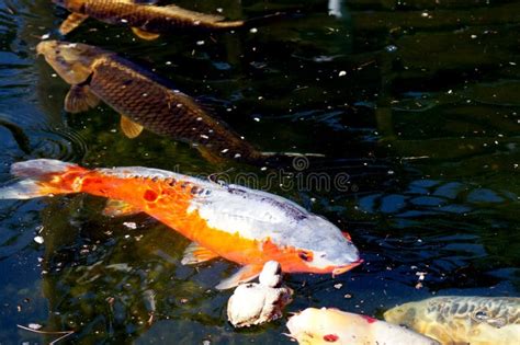 Koi Carp Cyprinus Carpio in Fish Pond Stock Photo - Image of water, carp: 145656692