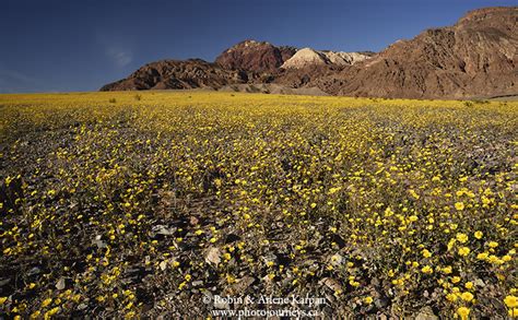 Death Valley Wildflowers Super Bloom - Photo Journeys