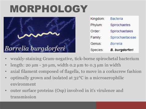 Cabrera, jt borrelia burgdorferi