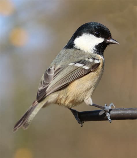 Free Images : nature, outdoor, branch, wing, wildlife, wild, environment, beak, natural, small ...