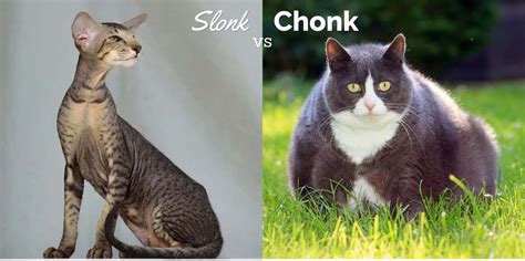 Slonk vs Chonk: What's the Difference? - Cat-World