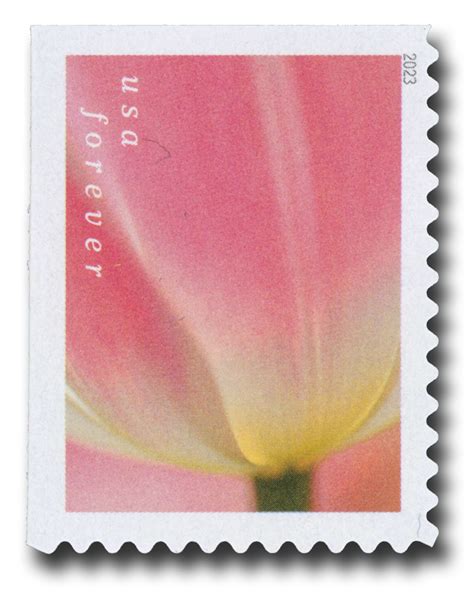 5778 - 2023 First-Class Forever Stamp - Tulip Blossoms: Pink Tulip with Yellowish Base (booklet ...