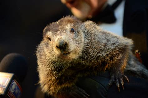 Groundhog Day star Punxsutawney Phil may RETIRE and be replaced with a robot after PETA campaign ...