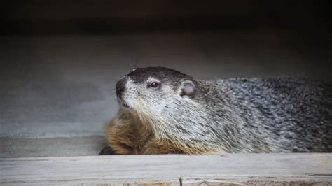 Ohio's Buckeye Chuck keeps weather tradition alive each Groundhog Day