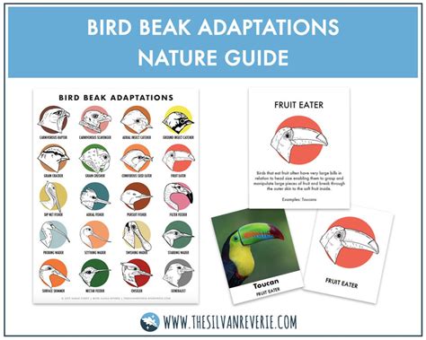 Bird Beak Adaptations Poster, Info Cards, and ID Cards digital Download - Etsy