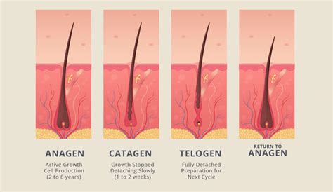 Anagen or Telogen? The Answer is More Than Skin Deep | Forhair