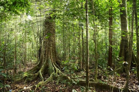 Indonesia, la foresta a rischio distruzione - Green Planet