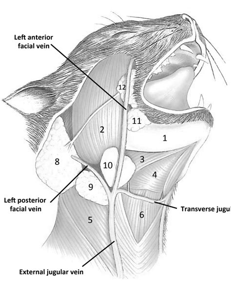 Cat Dissection: Oral Cavity, Salivary Glands, And Muscles of Head & Neck Diagram | Quizlet