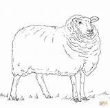 Sheep coloring Page  Free Printable Coloring Pages sketch template