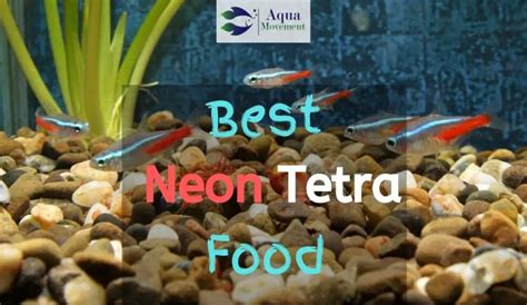 Neon Tetra Vs Cardinal Tetra - A Comparison | Aqua Movement