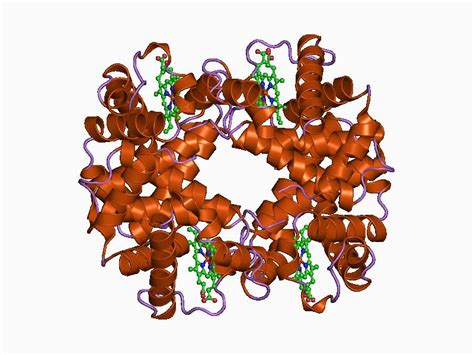 Alpha-Globins; alpha-Globin