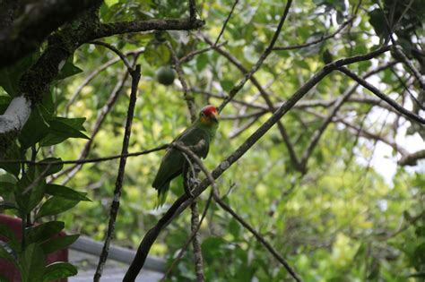 Belize Parrots | Miles To The Wild