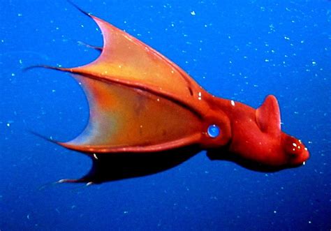 15 Most Bizarre And Shocking Underwater Creatures