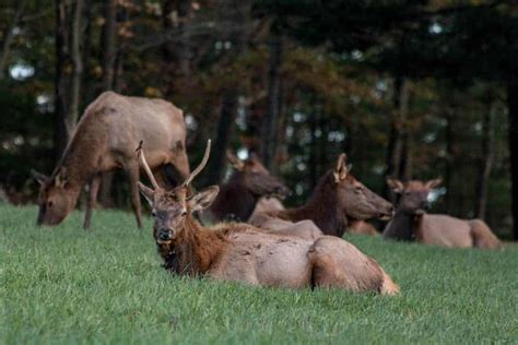 Discovering Pennsylvania's Elk Herd at the Elk Country Visitor Center - UncoveringPA