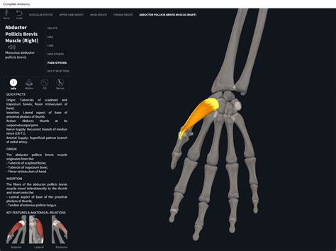 Muscles: Abductor Pollicis Brevis. – Anatomy & Physiology