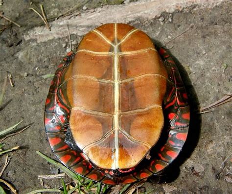 Painted turtle plastron - lower shell | In The Hills