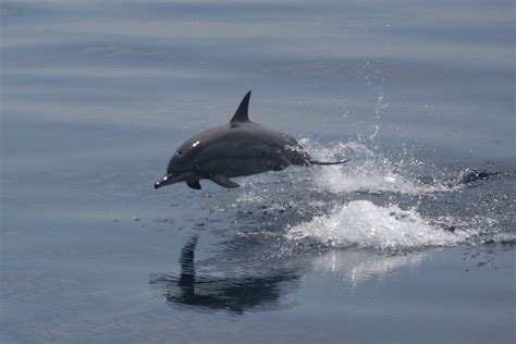 File:Spinner dolphin jumping.JPG - Wikipedia, the free encyclopedia
