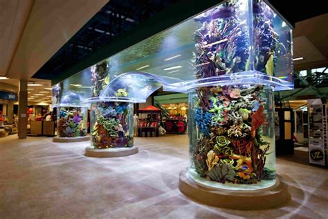 Scheels Sports Aquarium | Dive into Aquatic Adventures | ICM Corp