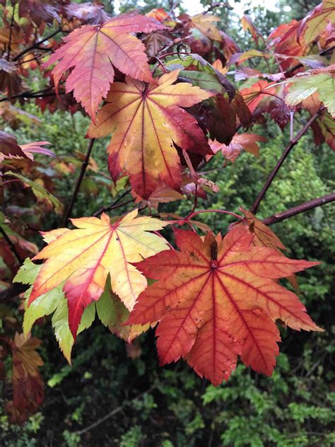 A. japonicum Vitifolium - Mendocino Maples Nursery