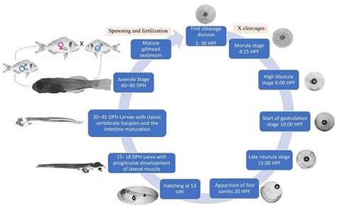 Scientific Review Discusses Practices and Challenges in Gilt-Head Sea Bream Aquaculture