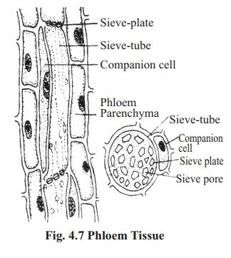 Types of Complex permanent tissue and its Functions