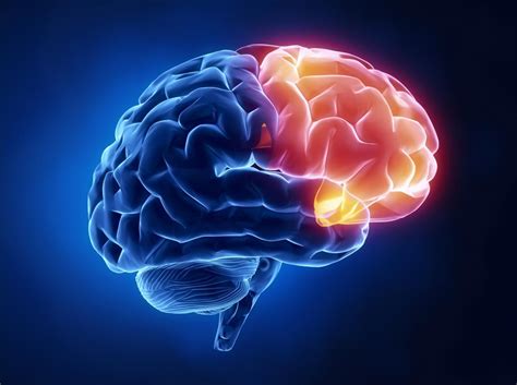 Frontal lobe: Functions, structure, and damage