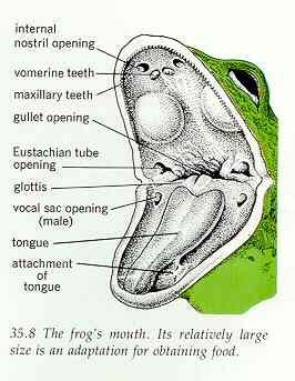 Frog Lips — Science@home