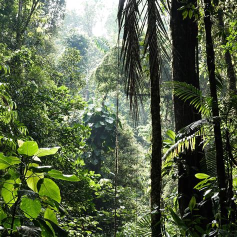 Tropical Rainforests: What Is Their Role In Climate Change? (1/3)