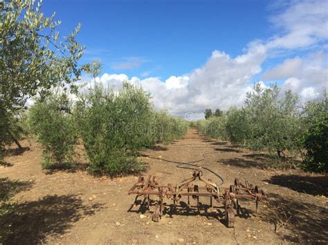 Harvest of olives by hand stock photo. Image of olive - 60736772