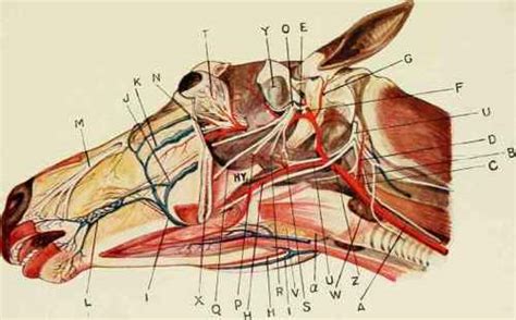 Anatomy Of Horse's Head