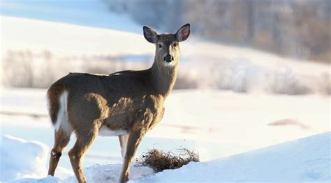 How to Cook Deer Sausage: A Delicious Wild Game Recipe - animallifehub.com