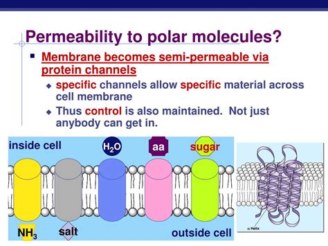 PPT - The Cell Membrane AP Biology PowerPoint Presentation, free download - ID:3989879