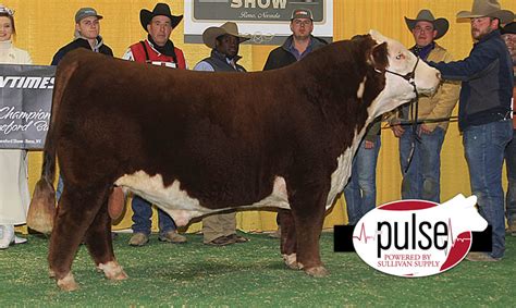 Western States National Hereford Show | Polled Bulls | The Pulse