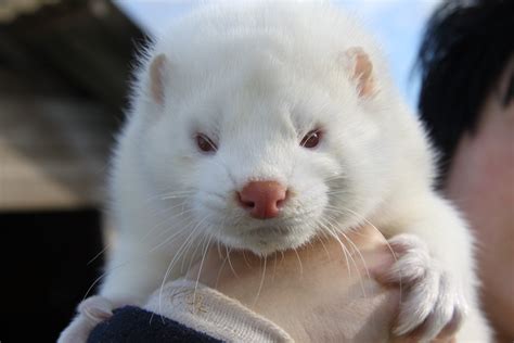 File:American Mink - White.jpg - Wikimedia Commons