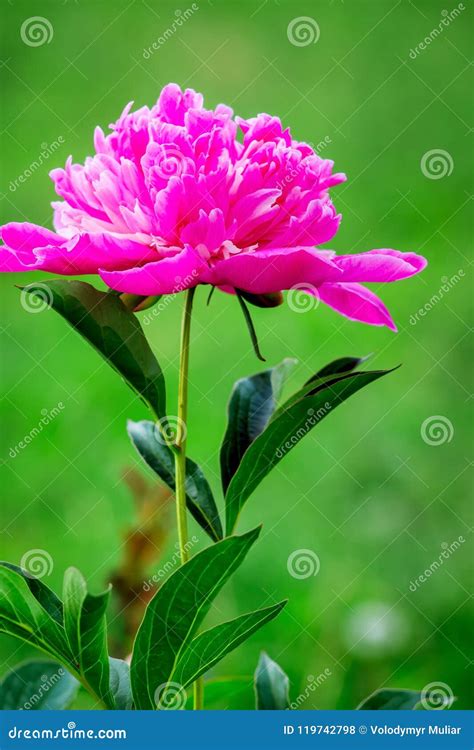 Flower of a Pink Pion on a Green Background in the Garden. Growing and Selling Flowers_ Stock ...