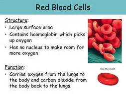 KS3 Revision - Animal, Plant & Specialised Cells | Teaching Resources