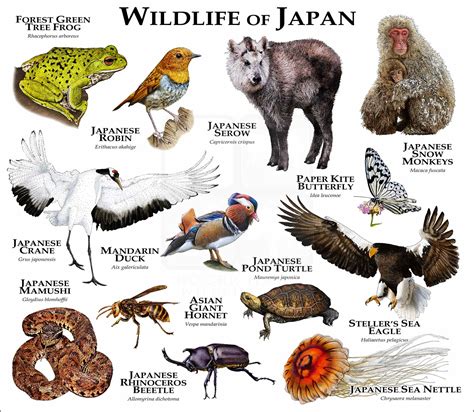 Wildlife of Japan Poster Print - inkart