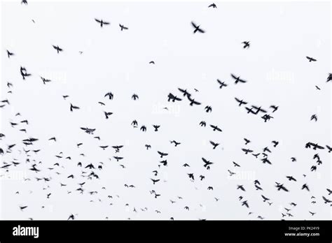 Black raven flock flying in the sky Stock Photo - Alamy