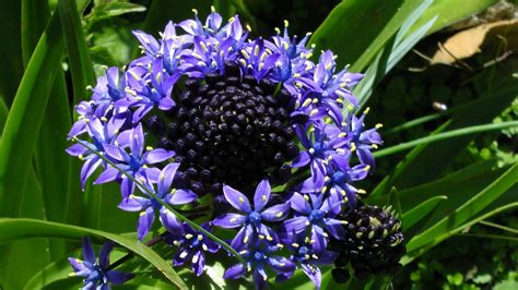 Blue And Purple Flower Free Stock Photo - Public Domain Pictures