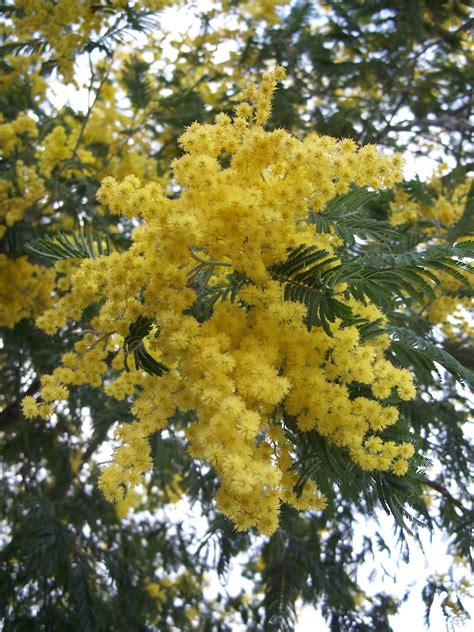 La Festa della Donna – Women’s Day | Italy On This Day