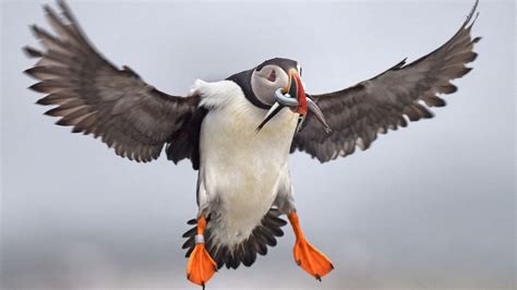 Maine puffins are rebounding and enjoying sand lance