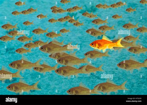 Odd one out Stock Photo - Alamy
