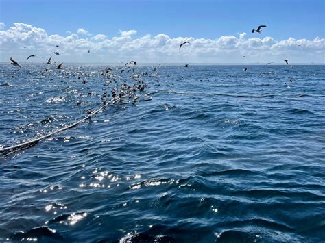 Tackling accidental fisheries bycatch: A win-win operation | BirdLife Malta